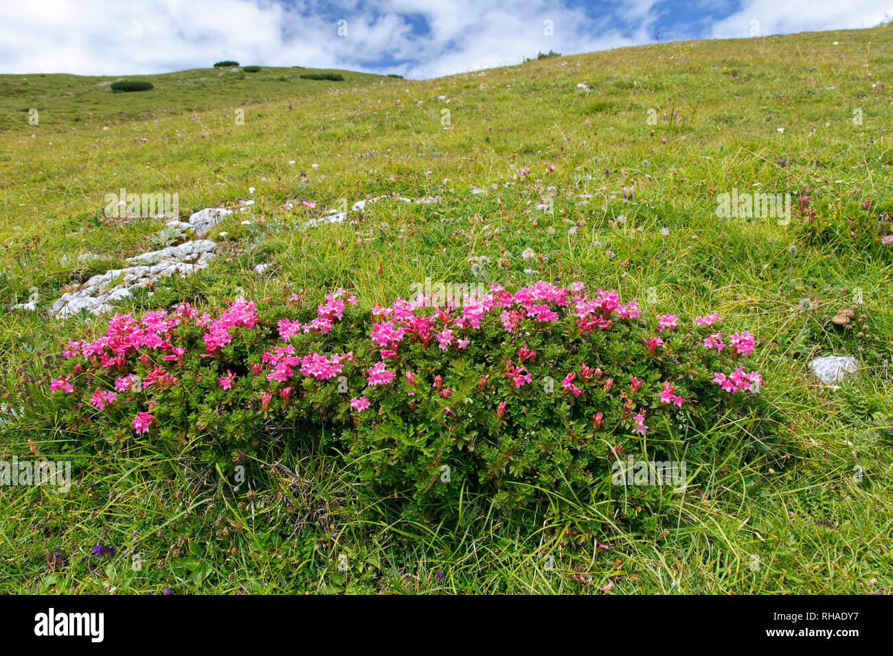 Snow-rose / rusty-leaved alpenrose (Rhododendron ferrugineum) en fleur, le Parc National du Hohe Tauern, Carinthie, Autriche Banque D'Images