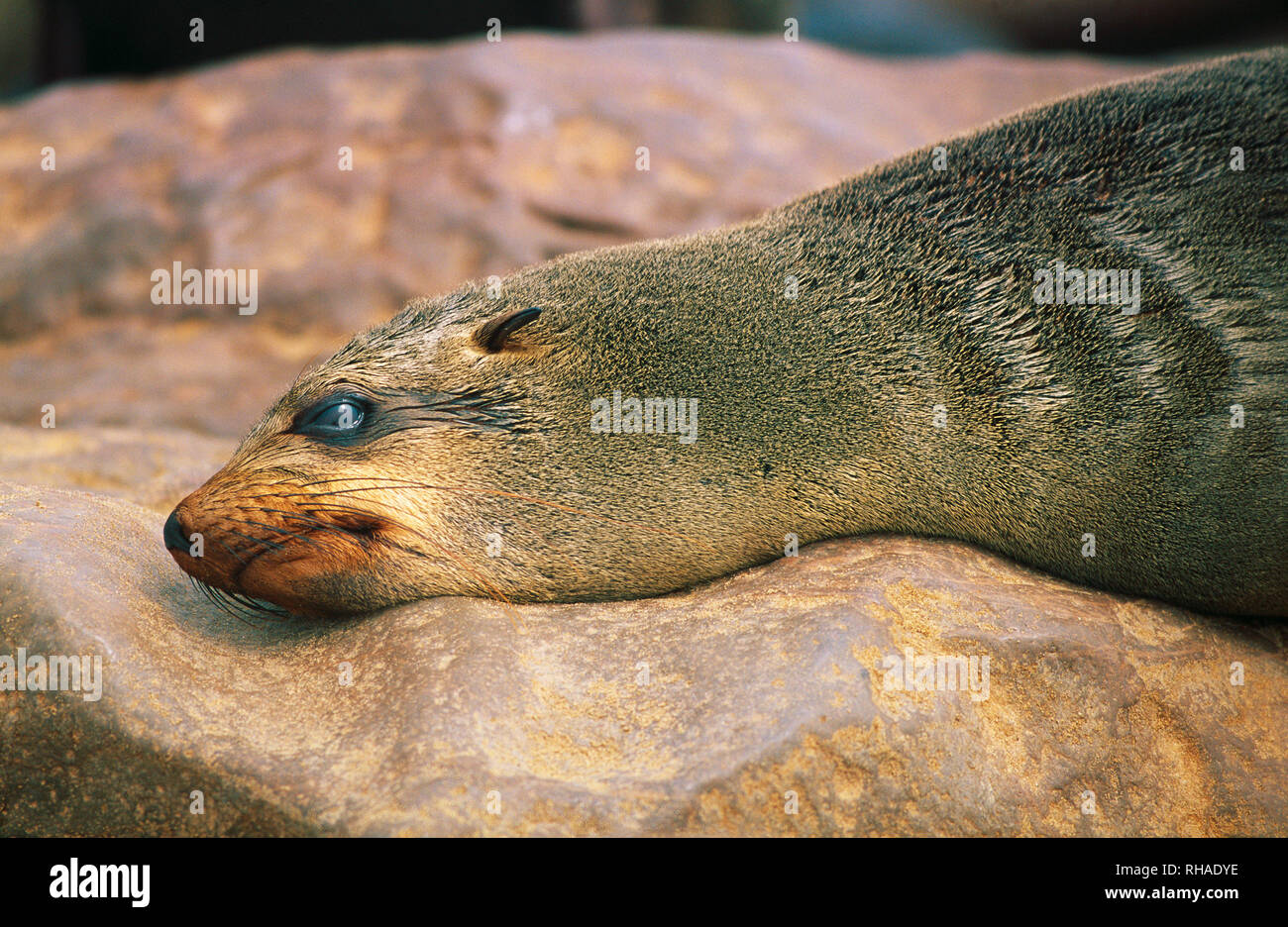 Ohrenrobbe (Otariidae) im Cape Cross Seal Reserve en Namibie Banque D'Images