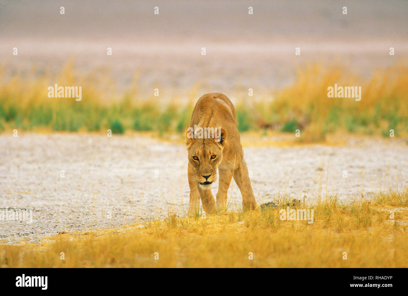 Löwe (Panthera leo) im Etosha NP en Namibie Banque D'Images