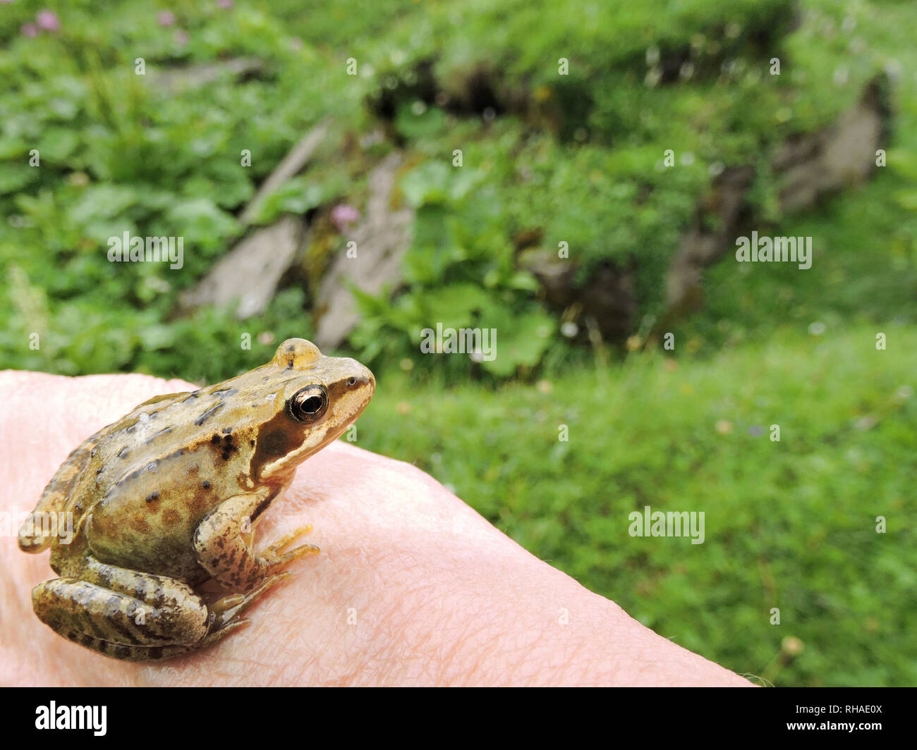 Grasfrosch (Rana temporaria) im Blausee umgebenden Grasland (Melchsee-Frutt) Banque D'Images