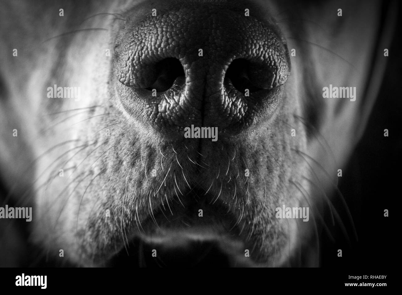 Close Up de nez de chien Banque D'Images