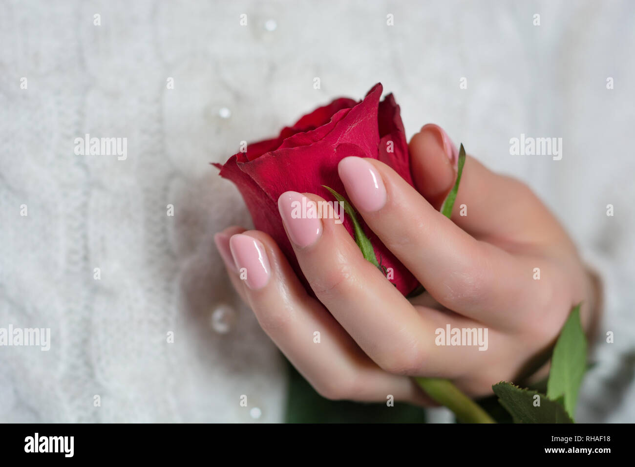 Fille Avec Des Clous De Couleur Rose Bebe Doucement Polish Holding Red Rose Et Blanc Chandail En Arriere Plan La Manucure Et Concept De Vacances De Jour De Valentines Close Up Photo Stock Fille Avec Des Clous De Couleur Rose Bebe Doucement Polish Holding Red Rose Et Blanc Chandail En Arriere Plan La Manucure Et Concept De Vacances De Jour De Valentines Close Up Photo Stock