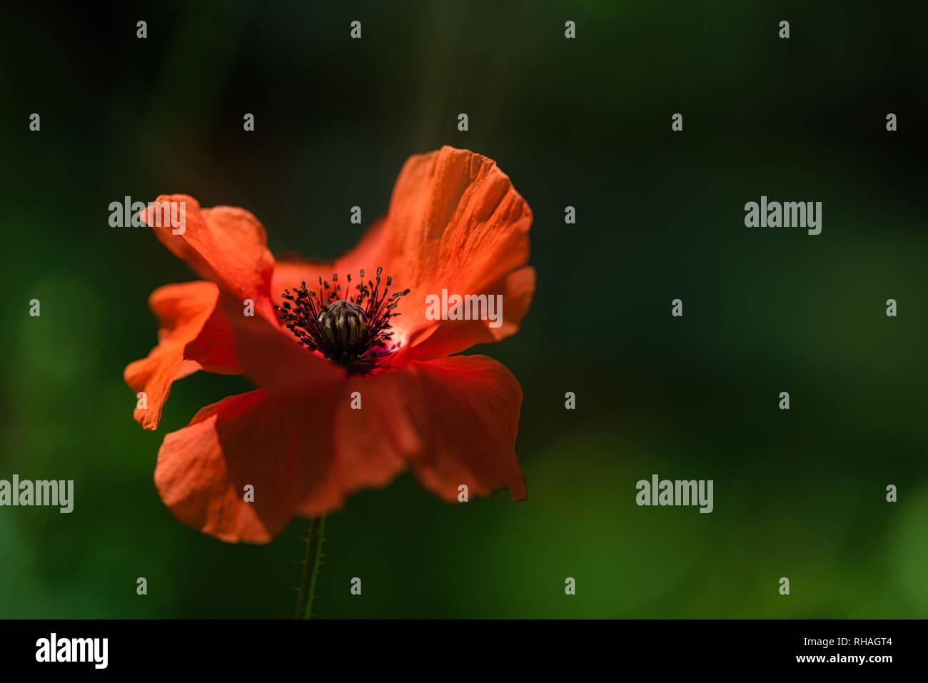 Fleur de pavot Orange douce idyllique dans le vent sur un printemps vert prairie. Des mouvements doux dans la brise de printemps. Papaver Setigerum (fam. Somniferum) Banque D'Images