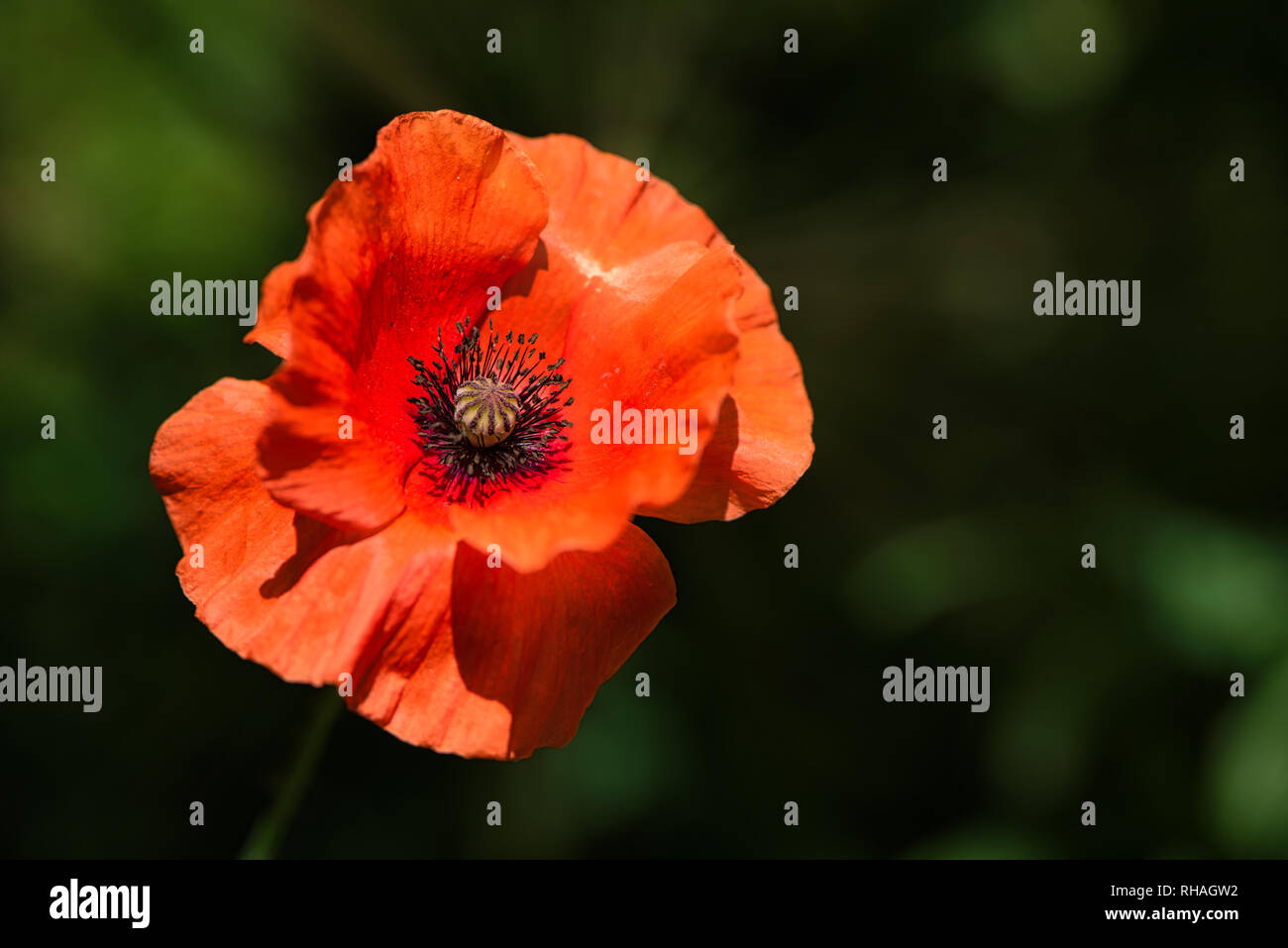 Fleur de pavot orange fraîche de fleurs sauvages dans le vent sur un printemps vert prairie. Des mouvements doux dans la brise de printemps. Papaver Setigerum (fam. Somniferum) Banque D'Images