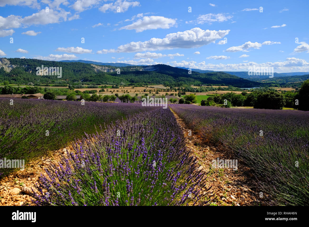 Regard sur les montagnes du Lubéron au champ de lavande en fleurs près du Colorado Provençal, Rustrrel, Provence, France Banque D'Images