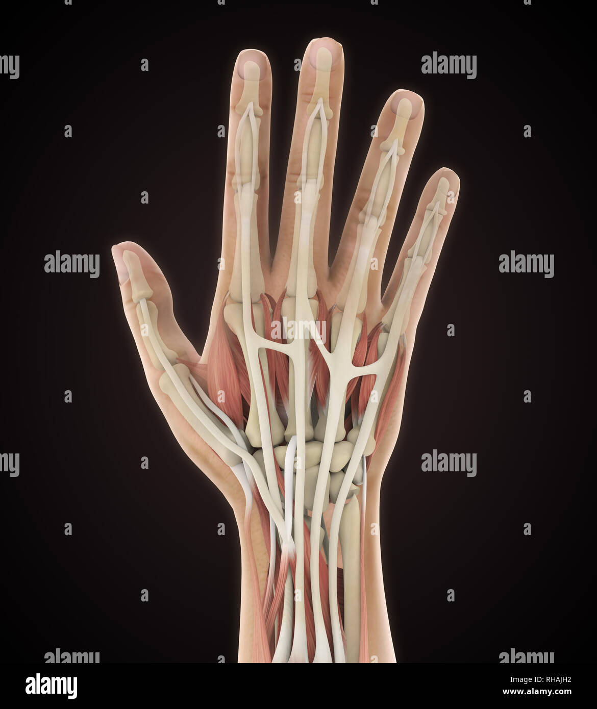La main de l'illustration anatomique Banque D'Images