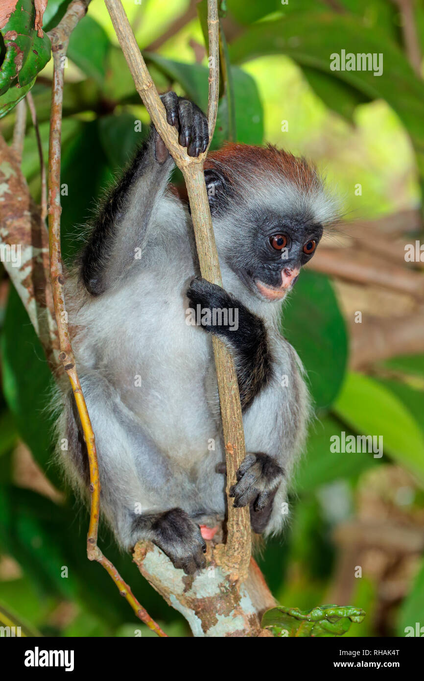 Zanzibar en danger red colobus monkey (Procolobus kirkii), Jozani forest, Zanzibar Banque D'Images