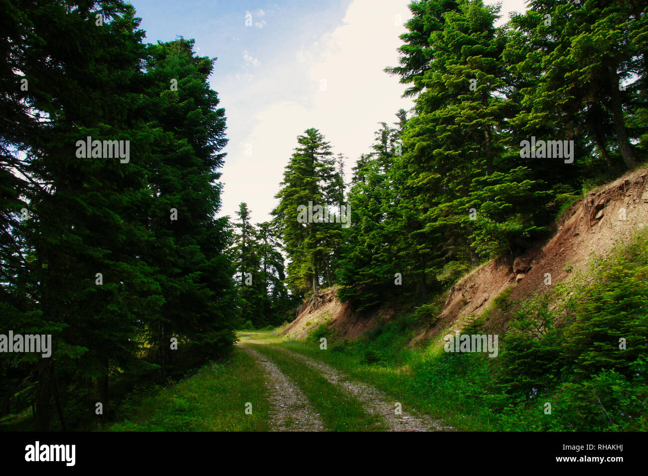 Route forestière à Trikala, Pertouli, Thessalie, Grèce Banque D'Images