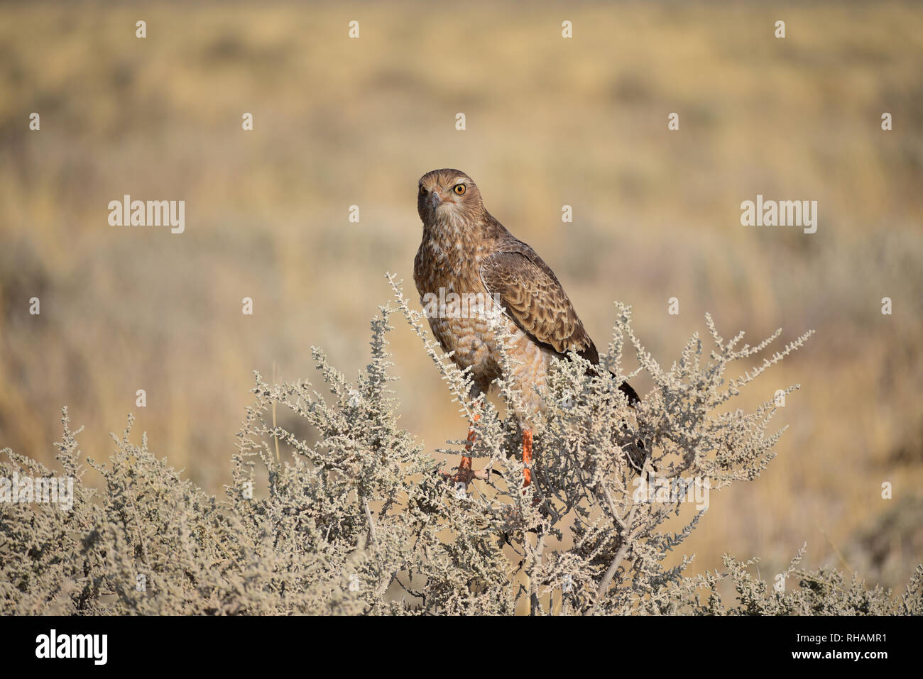 Pâle juvénile chant-goshawk perché sur une branche. Etosha National Park. La Namibie Banque D'Images