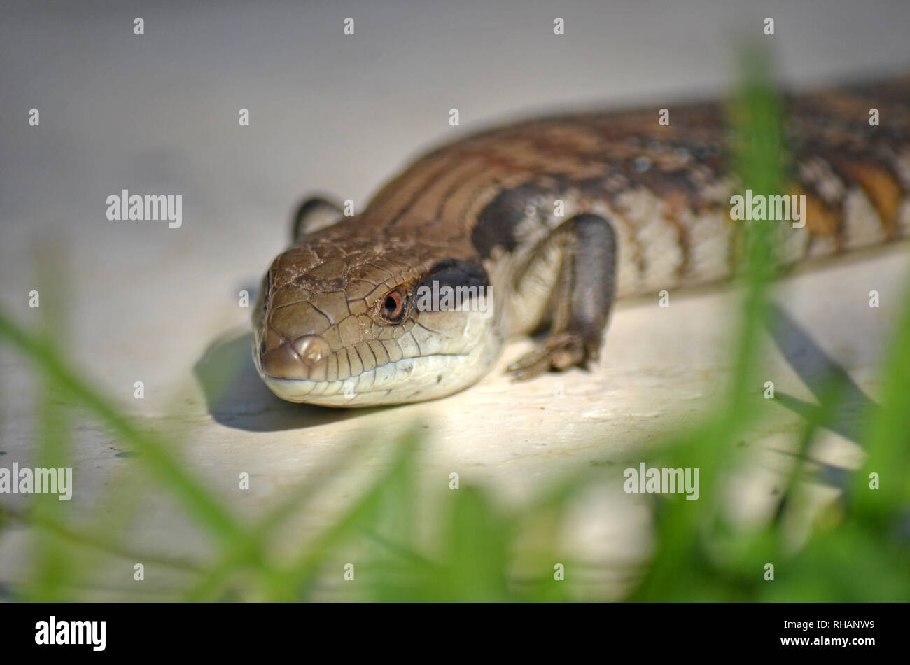 Les autochtones australiens Blue tongue Lizard, Tiliqua scincoides, derrière l'herbe verte. Jardins communs à des visiteurs et les arrière-cours de Sydney, Australie. Banque D'Images