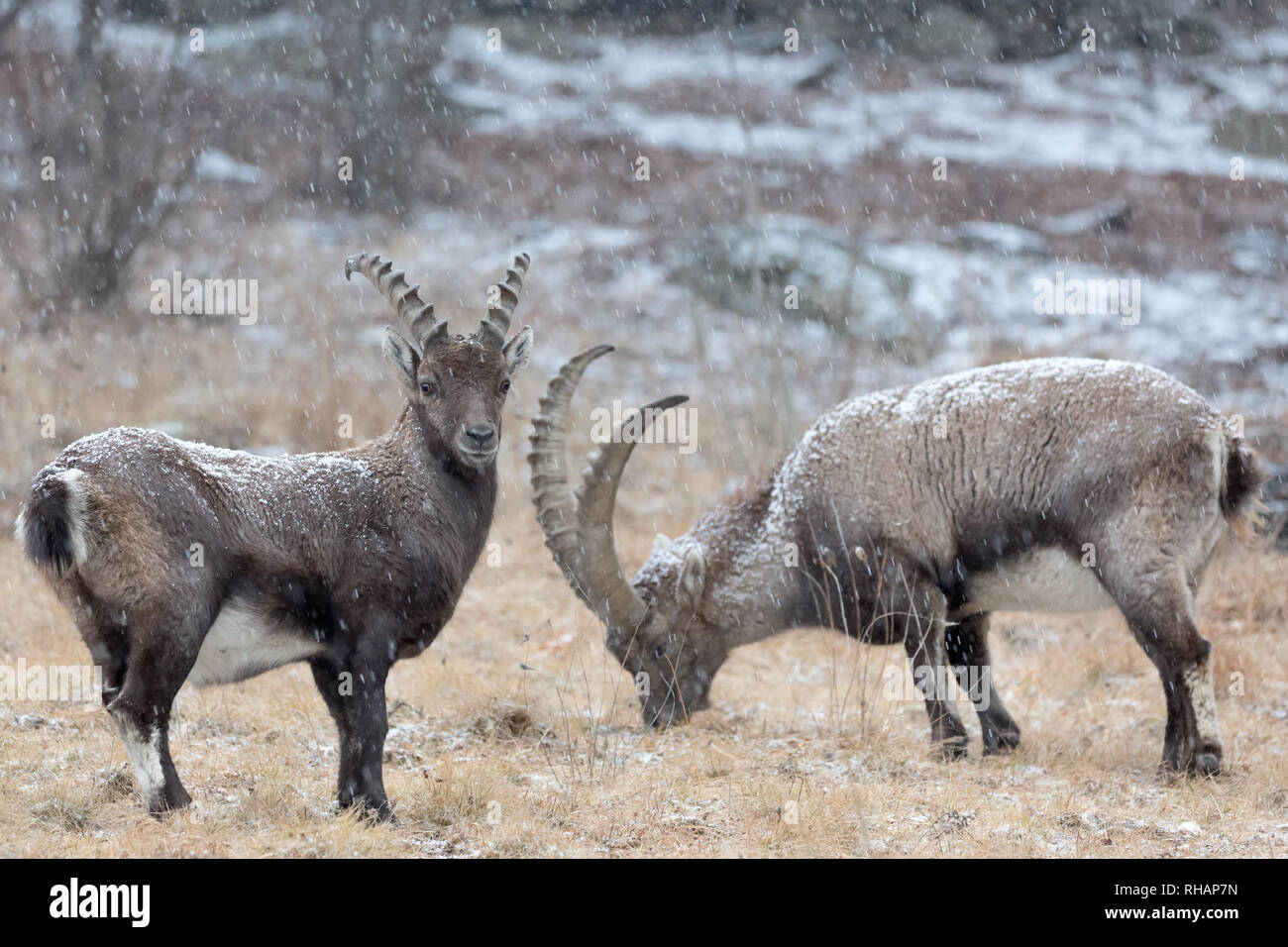 De merveilleux jeunes bouquetins sous neige dans les Alpes (Capra ibex) Banque D'Images