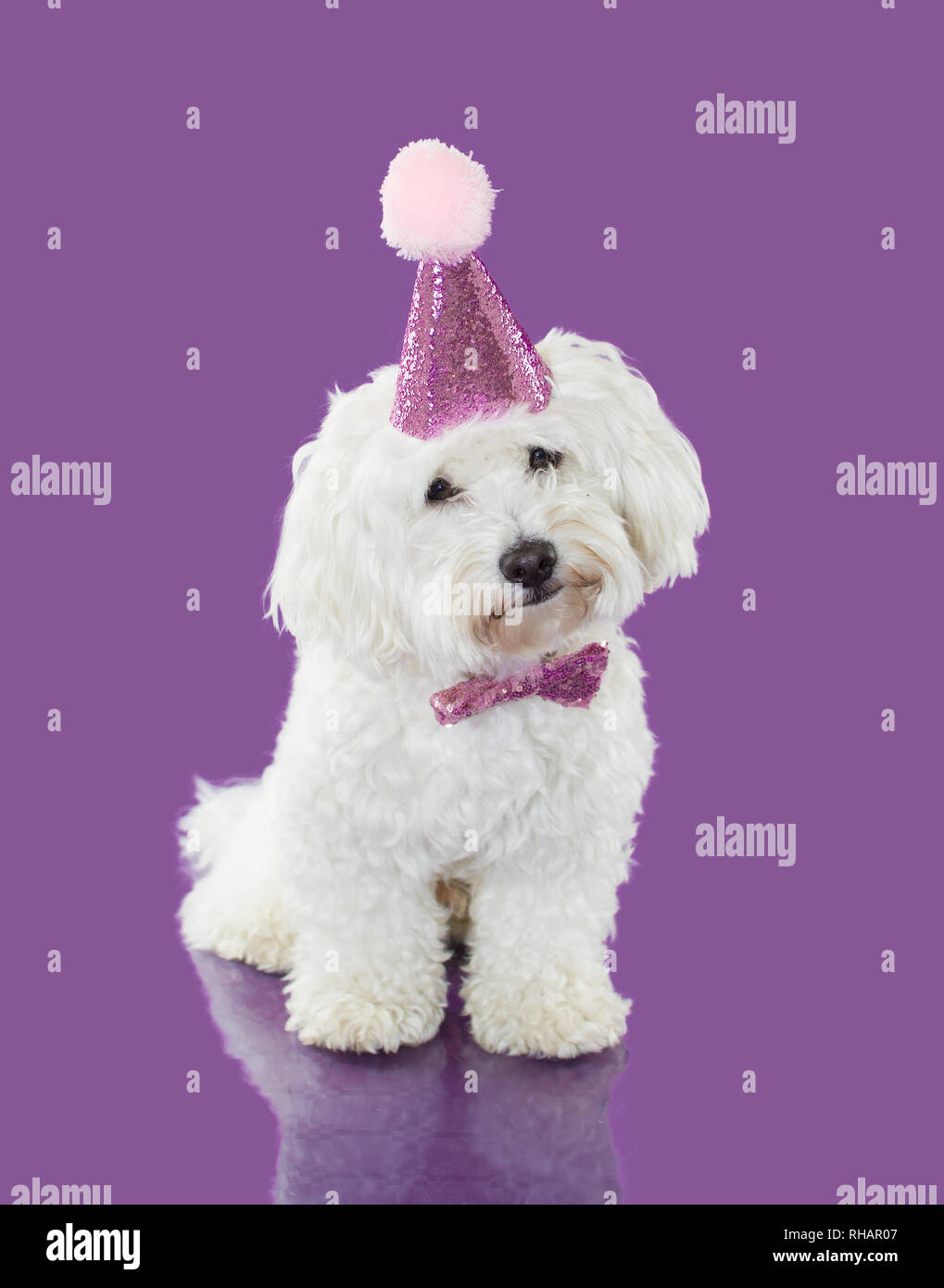 Feter Un Anniversaire Chien Ou Anniversaire Portant Un Chapeau De Fete Rose Shot Isole Contre Fond Violet Photo Stock Alamy Feter Un Anniversaire Chien Ou Anniversaire Portant Un Chapeau De Fete Rose Shot Isole Contre Fond Violet Photo Stock Alamy