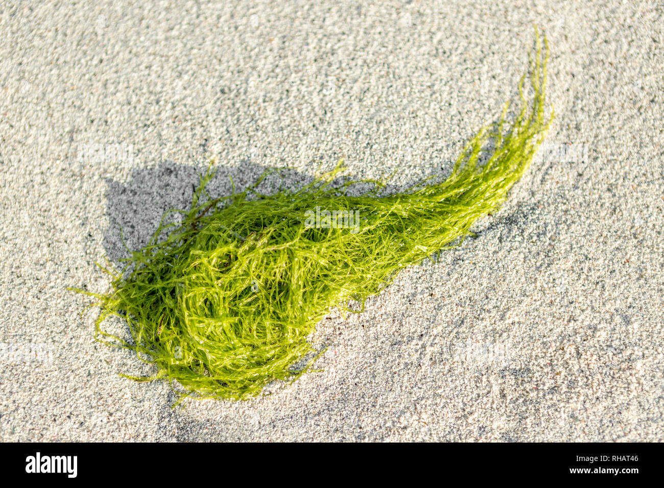 Les algues et motif de sable Banque D'Images