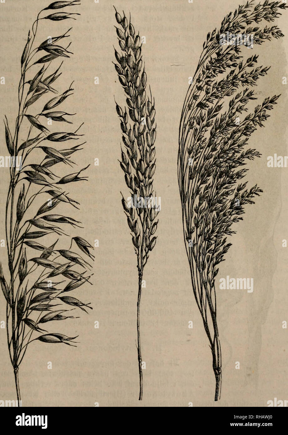 Botanik Les Plantes Monocotyljidonk E I Am Ikamink Sumpiga Trakter Mn K Fvensom A I Afrika Afrika Ooli Sydamerika Vnnu Uu Gra Sslag Tinnas Gra Andra Som Gifva Na Rande Frechette N Sa Som Indiansk Pmiivnm Hirs Mi Iweum