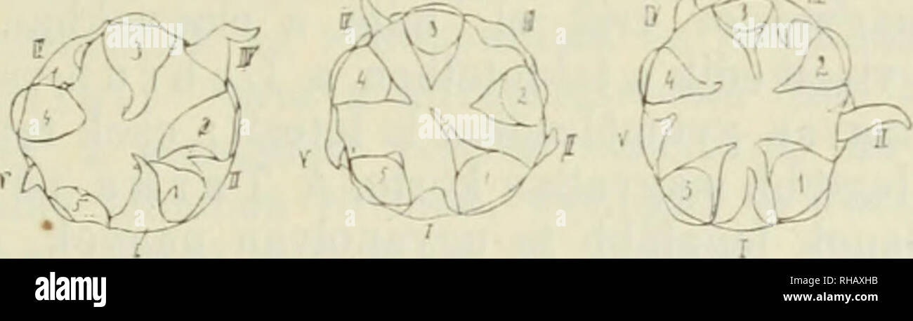 . Botanikai kzlemnyek. Les plantes Les plantes ; -- la Hongrie. '^Á. 7. Ábra. « Magvatlan almafajta Téli" (Hatvanból gyümölcsnek ; 3) un kettöskörü csészéje vázlatosan, alul (1 normális csészelevelek-V, 1-5 szirmok helyén csészelevelek álló un, ^/ nagyítás). sére, un magvatlan bogyókéval szemben, azt ?n ?en szembet- nyítják bizo Müller-Thurgau-nak "^ vonatkozó- mérési erre comme ményei táblázatban alábbi melyek, az 100 bogyónak súly 100-une arányaiból ítélhet- ?k de Meg. " ?3 &gt ; 1 2 magú raagú raagú-3-4-magú fajták Sz ?l ?S^ hús hús mag hús mag hús mag hús mag 1 grammokban Rizling .... 25-0 58-2 77-2 39 21 Banque D'Images