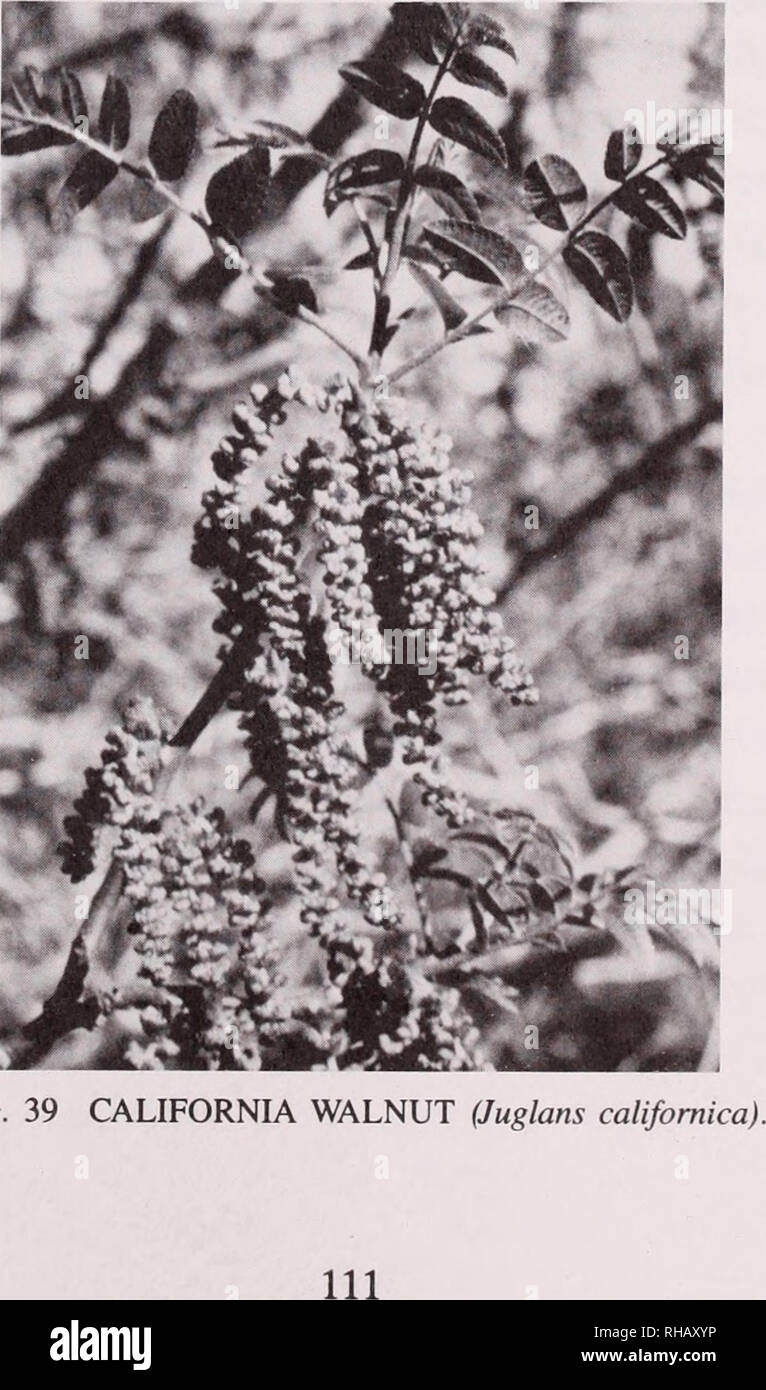 . Les ressources botaniques à Emma Wood State Beach et l'estuaire de la rivière de Ventura, Californie : inventaire et de gestion : rapport à l'état de California Department of Parks and Recreation / par Wayne R. Ferren Jr. ... [Et al.].. Les plantes ; Californie ; Emma Wood State Beach. ; plantes ; Californie ; Ventura et de l'estuaire de la rivière.. 38 SPINY (Juncus acutus var. sphaerocarpus).. Veuillez noter que ces images sont extraites de la page numérisée des images qui peuvent avoir été retouchées numériquement pour plus de lisibilité - coloration et l'aspect de ces illustrations ne peut pas parfaitement ressembler à l'œuvre originale.. Ferren, Wayne Banque D'Images