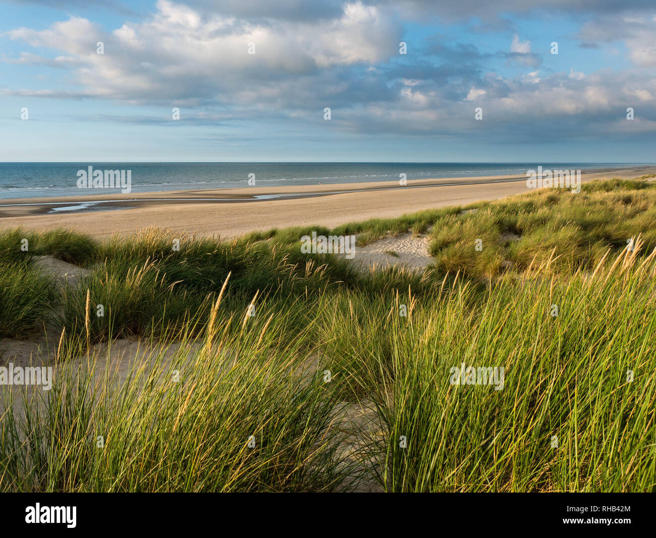 Vue de la plage dans le nord de la France à l'ammophile dunes couvertes à l'avant-plan Banque D'Images