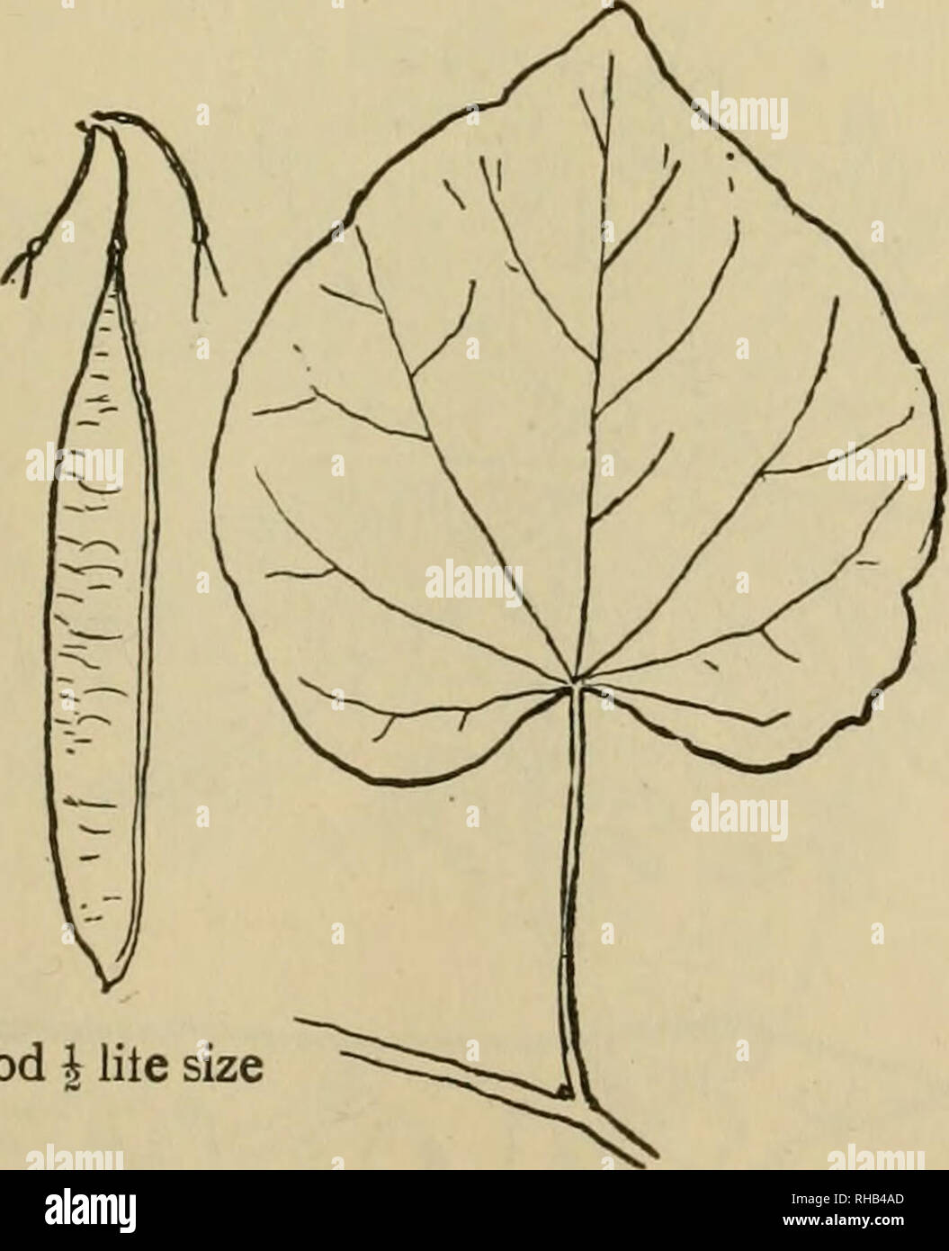 . Le livre de Wood et Indian lore. L'histoire naturelle ; Camping ; la vie en plein air ; les Indiens d'Amérique du Nord. 15. SALPINACE^^C -SENNA FAMILLE Red-Bud ou arbre de Judée. (Cercis canadensis) petit arbre des bas-fonds, rarement 50 mètres de haut, ainsi appelé à partir de son abondante récolte de printemps de minuscules fleurs roses, dont les feuilles, le dernier 2 à 6 pouces de large. "Judas tree" parce qu'il rougit quand Judas s'est pendu sur elle. (Keeler.) Son bois est sombre, lourd et grossier. Un pied cube pèse 40 lbs.. Pod je lite taille. Veuillez noter que ces images sont extraites de la page numérisée des images qui peuvent avoir Banque D'Images