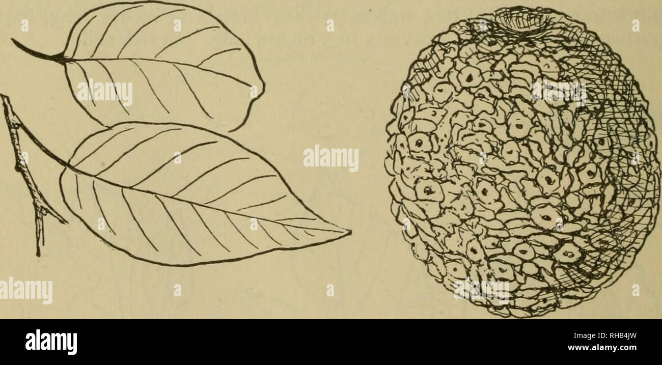 . Le livre de Wood et Indian lore. L'histoire naturelle ; Camping ; la vie en plein air ; les Indiens d'Amérique du Nord. Osage Orange, Bois d'arc, Bodarc ou Bow-Wood. {Toxylon pomiferum) un petit arbre, rarement 60 mètres de haut. Originaire de la région du Missis- sippi Vallée, désormais largement présenté comme un arbre de couverture. Célèbre pour sup- sillonnant les meilleurs arcs en Amérique à l'Est des Rocheuses. Le bois est de couleur orange vif ; très dur, élastique, durable et lourd. Feuilles 3 à 6 pouces de long. Un pied cube pèse 48 lbs.. Orange, j'ai de la vie. Veuillez noter que ces images sont extraites de la page numérisée des images qui peuvent avoir été digi Banque D'Images