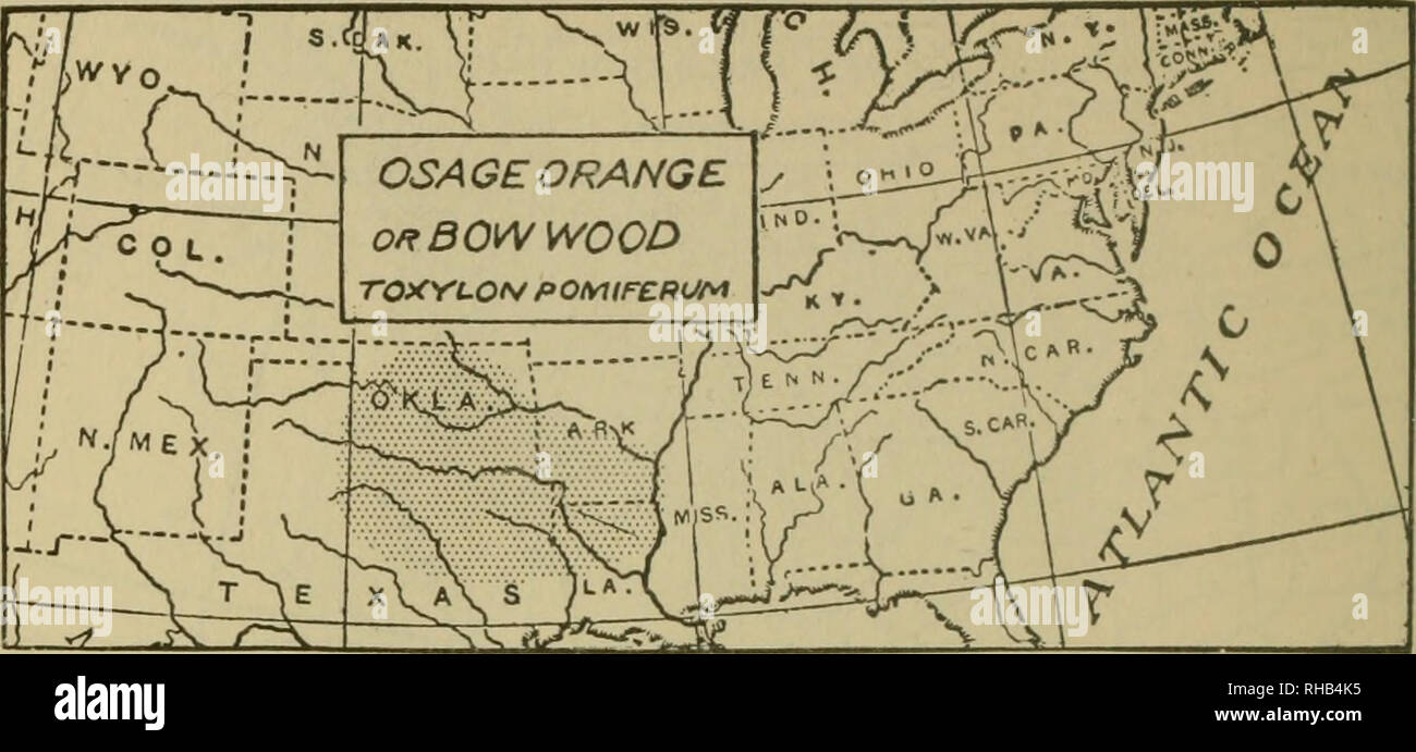 . Le livre de Wood et Indian lore. L'histoire naturelle ; Camping ; la vie en plein air ; les Indiens d'Amérique du Nord. 414 Le livre de wood. Osage Orange, Bois d'arc, Bodarc ou Bow-Wood. {Toxylon pomiferum) un petit arbre, rarement 60 mètres de haut. Originaire de la région du Missis- sippi Vallée, désormais largement présenté comme un arbre de couverture. Célèbre pour sup- sillonnant les meilleurs arcs en Amérique à l'Est des Rocheuses. Le bois est de couleur orange vif ; très dur, élastique, durable et lourd. Feuilles 3 à 6 pouces de long. Un pied cube pèse 48 lbs.. Veuillez noter que ces images sont extraites de la page numérisée des images qui peuvent avoir été d Banque D'Images