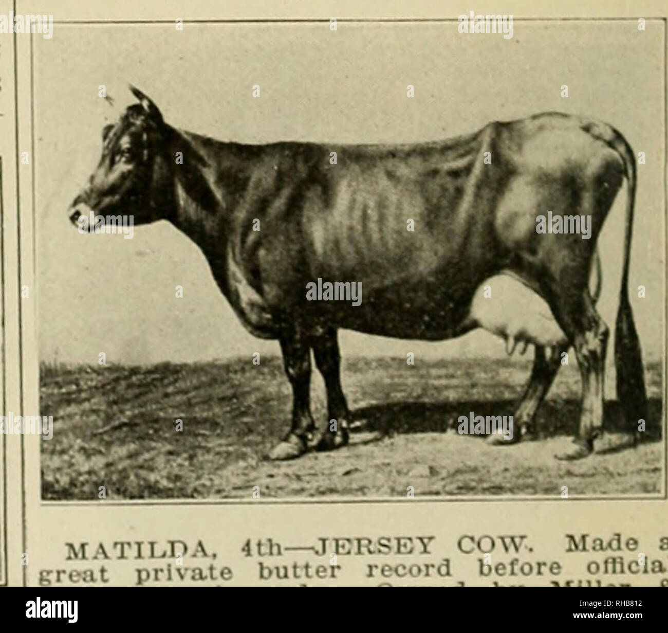 . Le livre de cours de champions. Le bétail. MASCOT. 2:04 HONGRE-stimulation. Dans la vear, 1892 pour la première fois, un trotter. Nancy Hanks, et d'un stimulateur. MASCOT, divisé l'honneur d'être le plus rapide du faisceau de lumière interprète. Faisceau de McKusick Pony 94 Grands Delmar-Champion Trotter 205 Feuille d'érable Shadeland-Hereford Bull...227 Margaret-vache Hereford, 1-4 217 Red Bull sondage-repère 296 porcs de marché-Champion charger 13 ! Les porcs de marché-Charge lourde 106 porcs de marché-haut : 45 Martin de Cappelle-étalon belge. .. .140 Martin du Hayoir-étalon Belge 122 Marie Anne de Saint Lambert 34 R Mary Marshall-Guernesey C Banque D'Images