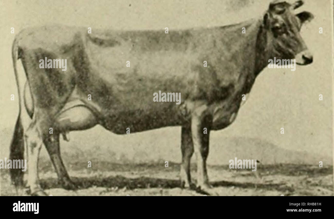 . Le livre de cours de champions. Le bétail. MASCOT. 2:04 HONGRE-stimulation. Dans la vear, 1892 pour la première fois, un trotter. Nancy Hanks, et d'un stimulateur. MASCOT, divisé l'honneur d'être le plus rapide du faisceau de lumière interprète. Faisceau de McKusick Pony 94 Grands Delmar-Champion Trotter 205 Feuille d'érable Shadeland-Hereford Bull...227 Margaret-vache Hereford, 1-4 217 Red Bull sondage-repère 296 porcs de marché-Champion charger 13 ! Les porcs de marché-Charge lourde 106 porcs de marché-haut : 45 Martin de Cappelle-étalon belge. .. .140 Martin du Hayoir-étalon Belge 122 Marie Anne de Saint Lambert 34 R Mary Marshall-Guernesey C Banque D'Images