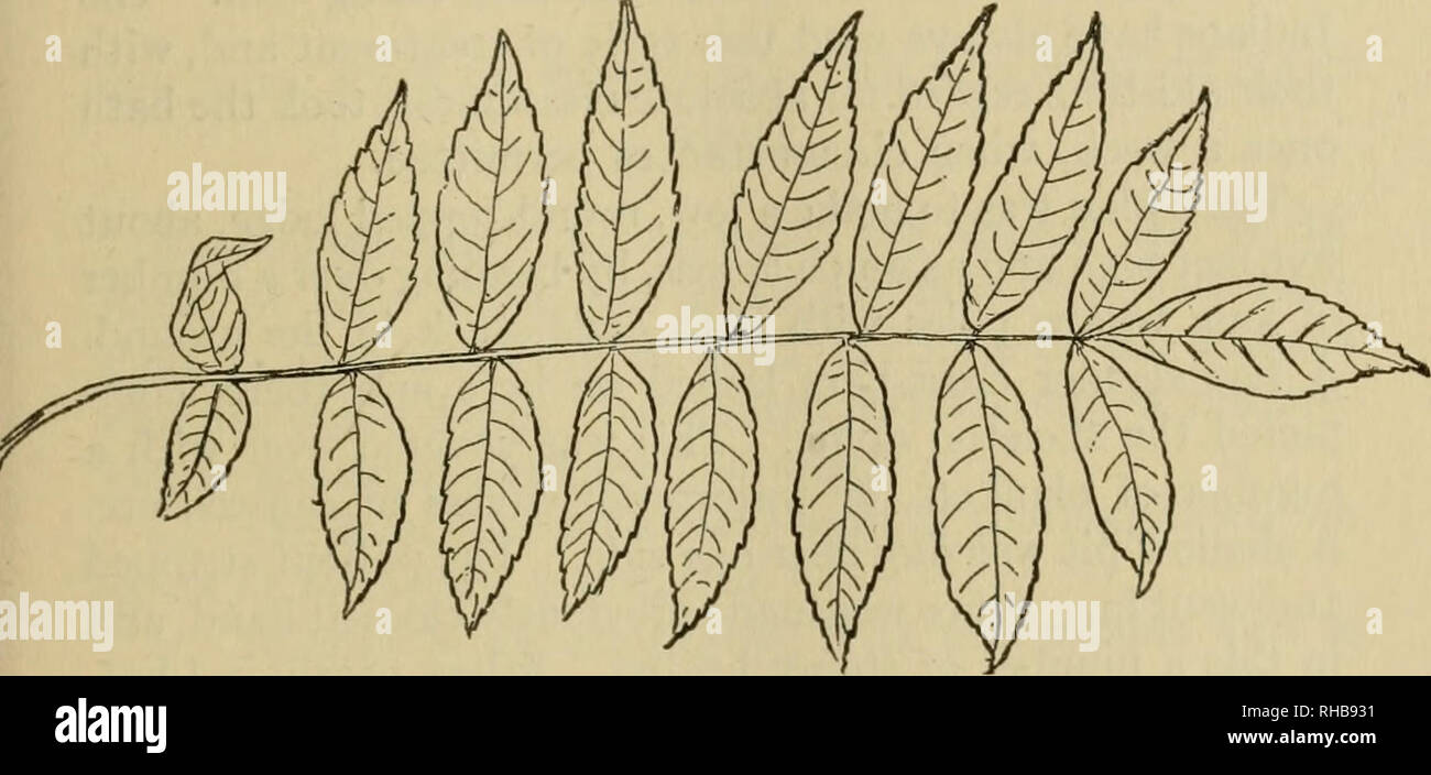 . Le livre de Wood et Indian lore. L'histoire naturelle ; Camping ; la vie en plein air ; les Indiens d'Amérique du Nord. Santé et Médecine tonique 233 forestiers : une infusion ou un thé d'écorce d'aulne noir est un merveilleux tonique, et d'un guérisseur de la peau, l'intérieur et l'extérieur. Faire bouillir un livre d'écorce dans un gallon d'eau jusqu'à la pinte est à gauche. Prendre une demi-tasse 4 fois par jour. Il s'agit d'une constitution faible pour le bracelet. Tonique Tonique : une amende est fait de les brindilles de bouleau sucré, par l'ébullition de deux livres de brindilles dans un gallon d'eau, jusqu'à ce qu'elle fait environ un litre de thé brun solide, qui devrait être connu, environ une demi-pinte d'un Banque D'Images