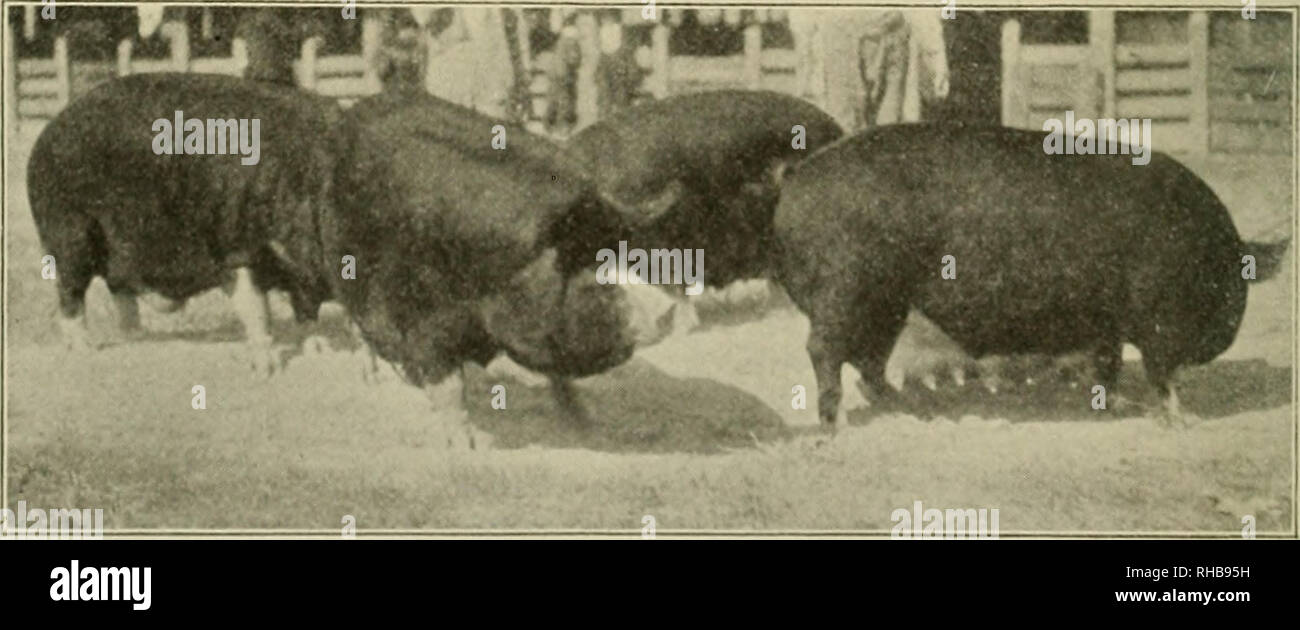 . Le livre de cours de champions. Le bétail. Choix DU KENTUCKY SADDLE-étalon. Réputé pour être le meilleur cheval de selle vivant. Gagnant de nombreux championnats. Monté par Mat S. Cohen à Bellvue Stock Farm, Danville, Ky. Biens de Mme Richard Tasker Lowndes, Jr.. Porcs BERKSHIRE TROUPEAU CHAMPION AU CREAT ST. LOUIS JUSTE, J'. Poids combiné, 2 700 livres. Exposé par Jno. F. Stover, de Crawfordsville, Indiana. Veuillez noter que ces images sont extraites de la page numérisée des images qui peuvent avoir été retouchées numériquement pour plus de lisibilité - coloration et l'aspect de ces illustrations ne peut pas perf Banque D'Images