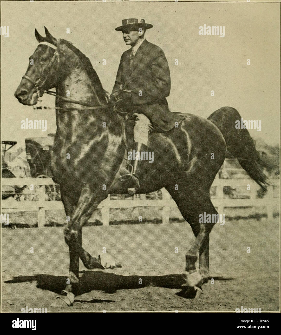 . Le livre de cours de champions. Le bétail. 328 LE LIVRE DE COURS DE L'ACTION DES CHAMPIONS.. Choix DU KENTUCKY SADDLE-étalon. Réputé pour être le meilleur cheval de selle vivant. Gagnant de nombreux championnats. Monté par Mat S. Cohen à Bellvue Stock Farm, Danville, Ky. Biens de Mme Richard Tasker Lowndes, Jr.. Veuillez noter que ces images sont extraites de la page numérisée des images qui peuvent avoir été retouchées numériquement pour plus de lisibilité - coloration et l'aspect de ces illustrations ne peut pas parfaitement ressembler à l'œuvre originale.. Hale, Philip Henry. [From old catalog]. Saint Louis, Mo. , P. H. Hale Banque D'Images