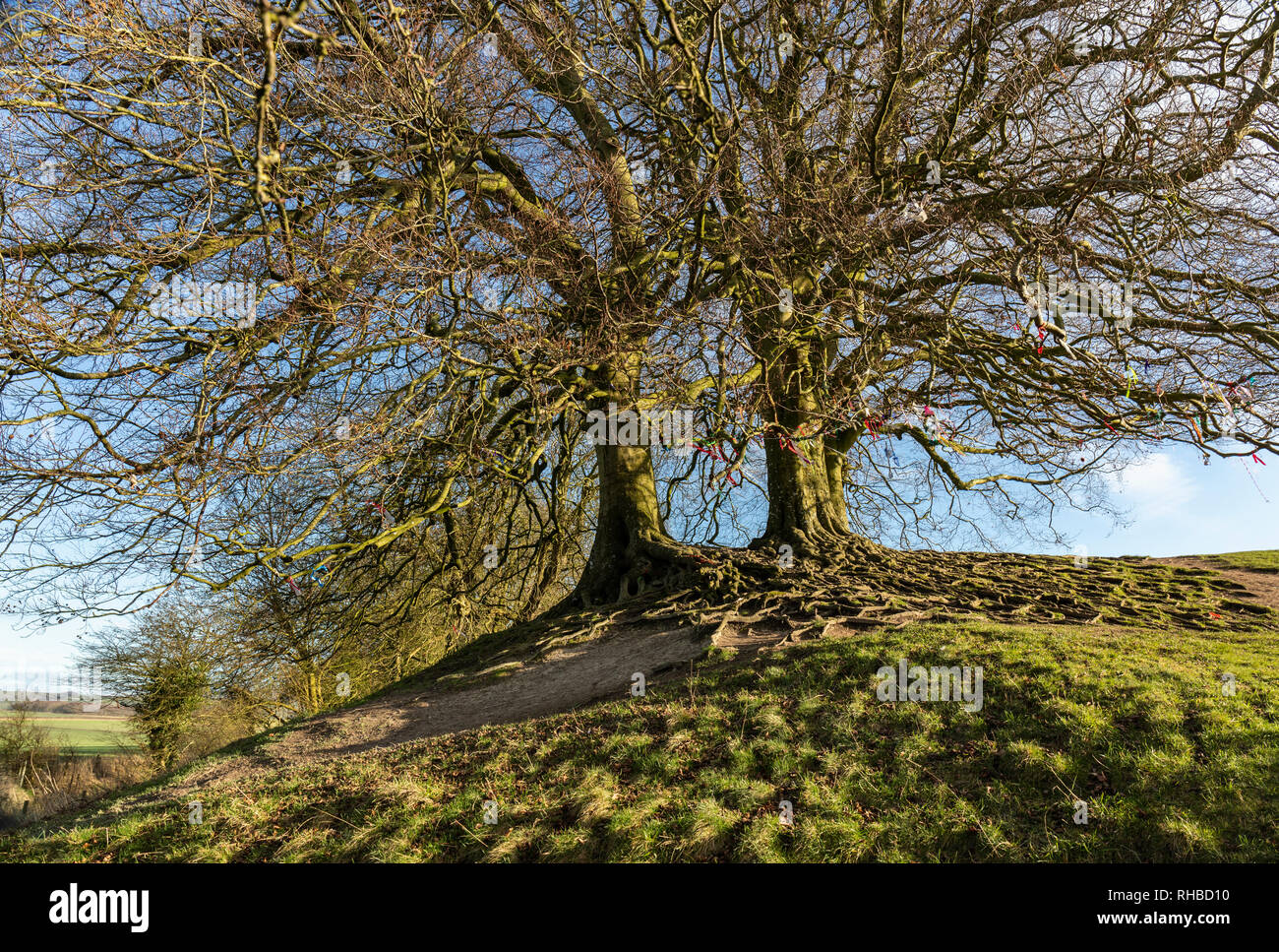 Les célèbres vieux Beech montrant leurs racines exposées au cercle de pierres d'Avebury, Wiltshire, Angleterre, Royaume-Uni Banque D'Images