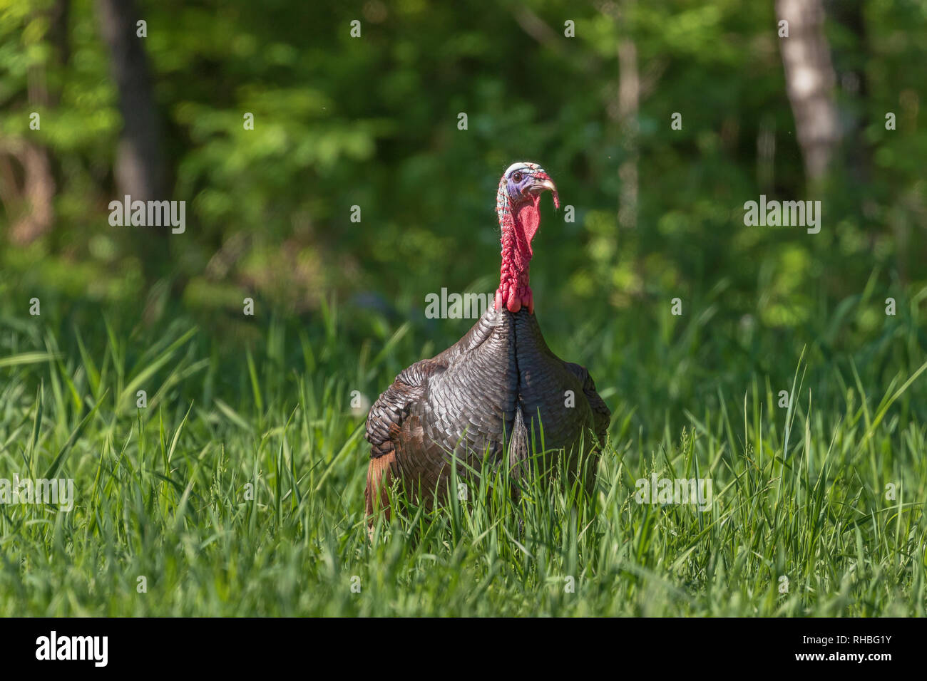 Tom la Turquie dans le nord du Wisconsin. Banque D'Images