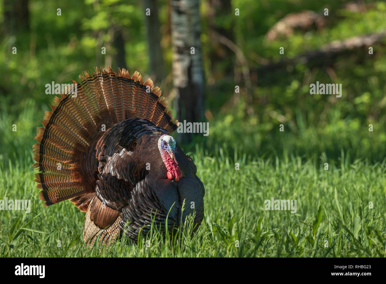 Tom la Turquie dans le nord du Wisconsin. Banque D'Images