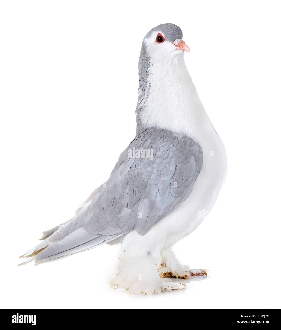 Pigeon Lahore in front of white background Banque D'Images