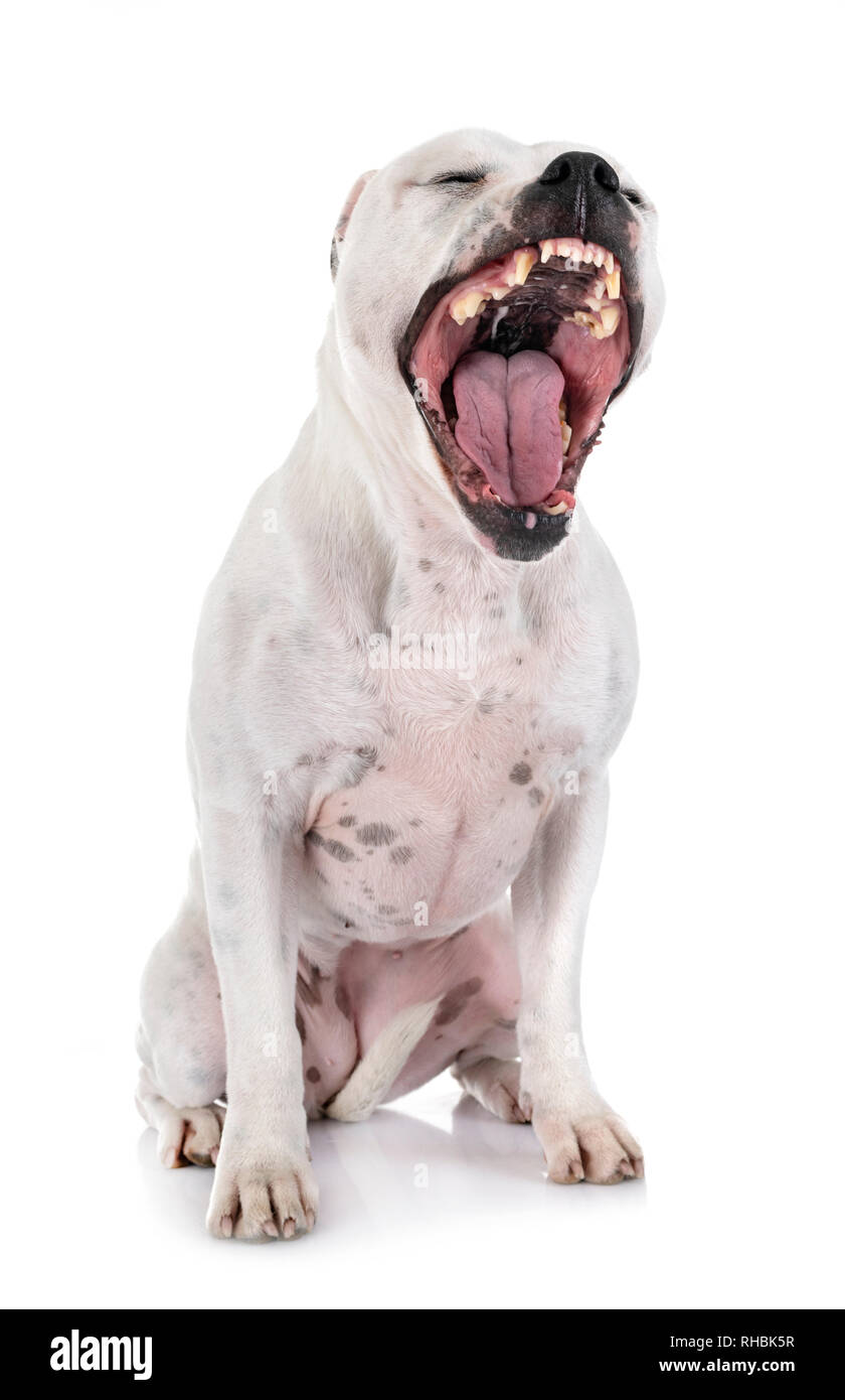 Staffordshire Bull Terrier in front of white background Banque D'Images