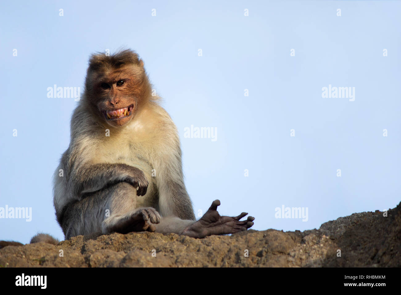 Singe macaque rhésus ou sauf ses dents, Maharashtra, Inde Banque D'Images