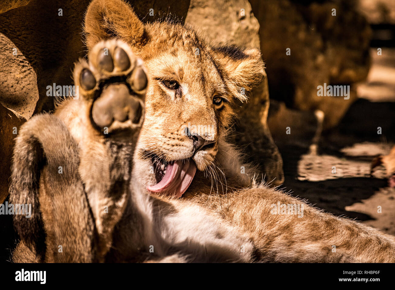 Un petit coup d'un bébé cub s'nettoyage tout en vous relaxant au soleil Banque D'Images