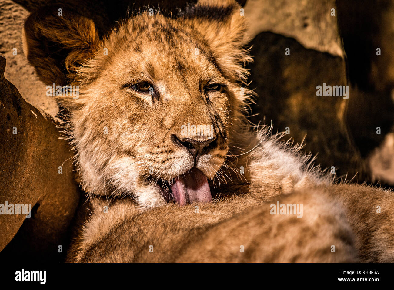 Un portrait tiré d'un bébé lion cub ayant un laver tout en vous relaxant au soleil Banque D'Images