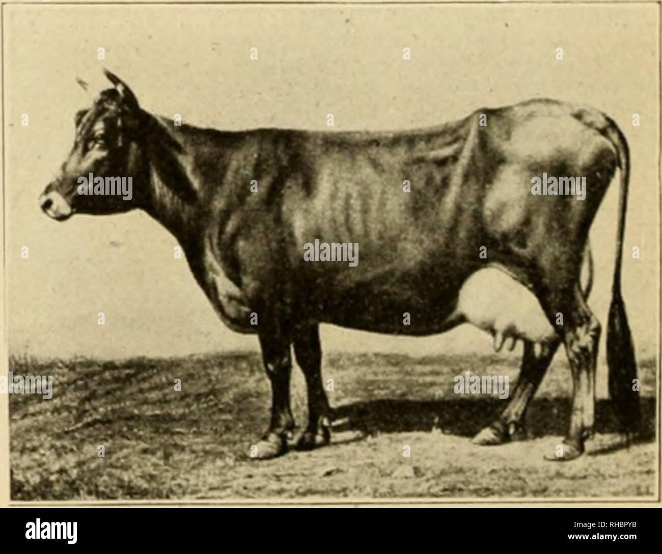 . Le livre de cours de champions, étant un souvenir artistique supplément de l'agriculteur et le stock national mensuel producteur. Le bétail. MASCOT. 2:04 HONGRE-stimulation. Dans la vear, 1892 pour la première fois, un trotter. Nancy Hanks, et d'un stimulateur, mascot, divisé l'honneur d'être le plus rapide du faisceau de lumière interprète. Faisceau de McKusick Pony 94 Grands Delmar-Champion Trotter 205 Feuille d'érable Shadeland-Hereford Bull...227 Margaret-vache Hereford. 217-124 Marqueur rouge Bull Palled 296 porcs de marché-Champion charger 135 porcs de marché-Charge lourde 106 porcs de marché-haut : 45 Martin de Cappelle-^140 étalon belge Martin du Banque D'Images