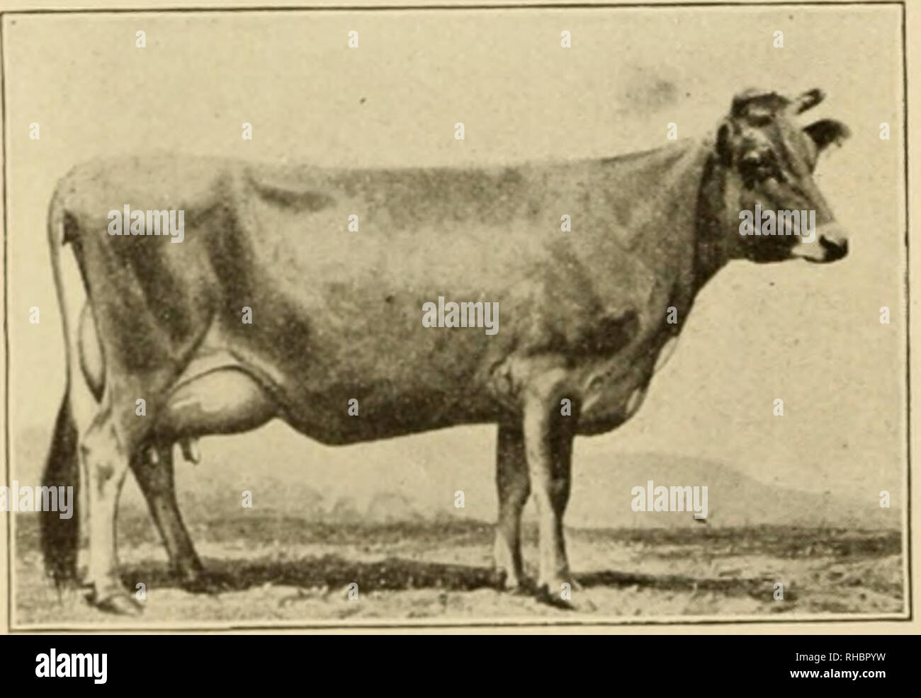 . Le livre de cours de champions, étant un souvenir artistique supplément de l'agriculteur et le stock national mensuel producteur. Le bétail. MASCOT. 2:04 HONGRE-stimulation. Dans la vear, 1892 pour la première fois, un trotter. Nancy Hanks, et d'un stimulateur, mascot, divisé l'honneur d'être le plus rapide du faisceau de lumière interprète. Faisceau de McKusick Pony 94 Grands Delmar-Champion Trotter 205 Feuille d'érable Shadeland-Hereford Bull...227 Margaret-vache Hereford. 217-124 Marqueur rouge Bull Palled 296 porcs de marché-Champion charger 135 porcs de marché-Charge lourde 106 porcs de marché-haut : 45 Martin de Cappelle-^140 étalon belge Martin du Banque D'Images