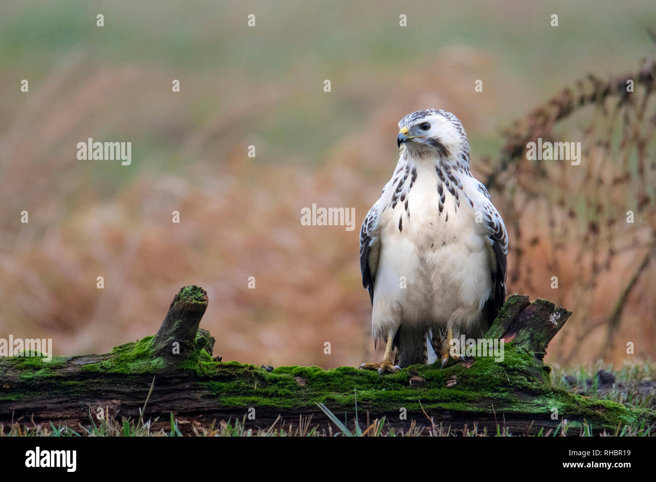 Buse variable, oiseau de proie Banque D'Images