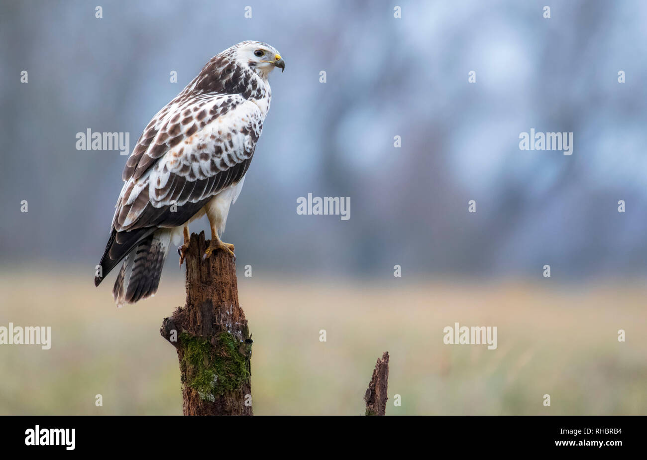 Buse variable, oiseau de proie Banque D'Images