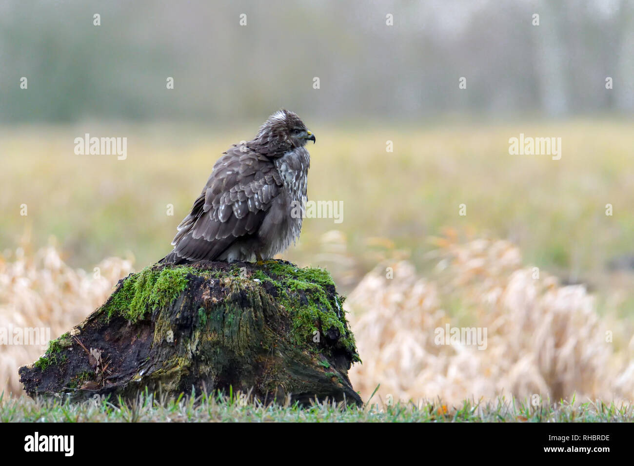 Buse variable, oiseau de proie Banque D'Images