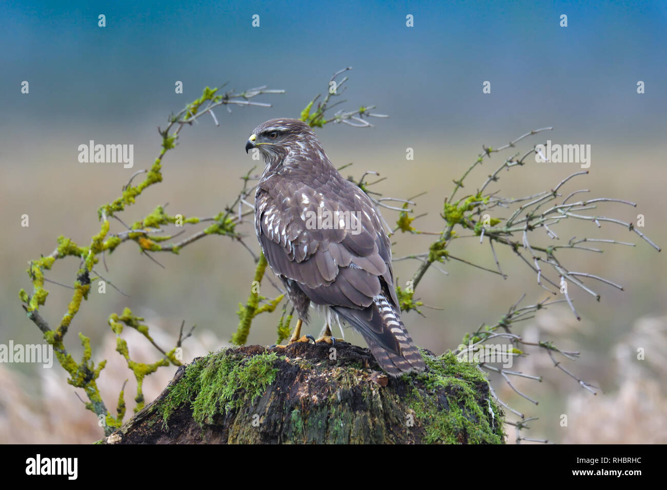 Buse variable, oiseau de proie Banque D'Images