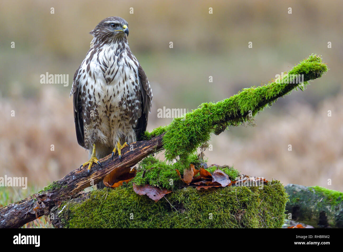 Buse variable, oiseau de proie Banque D'Images