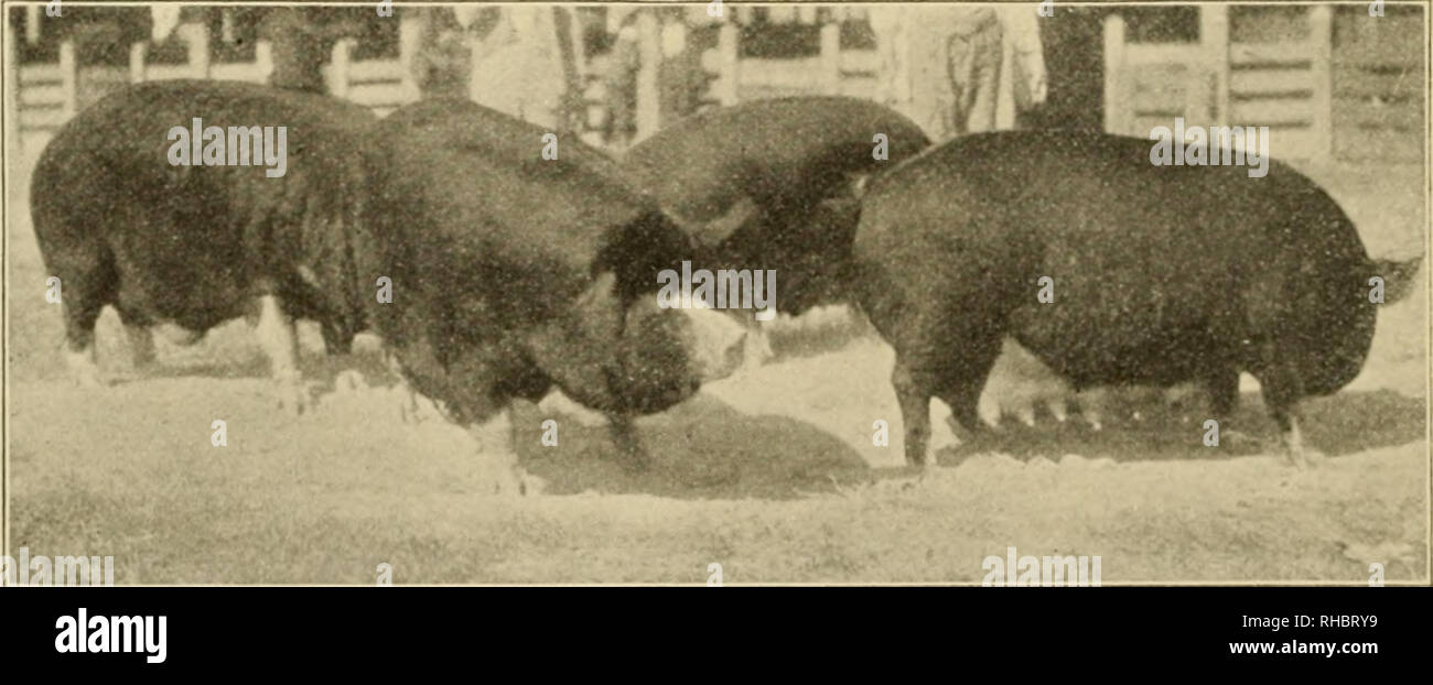 . Le livre de cours de champions, étant un souvenir artistique supplément de l'agriculteur et le stock national mensuel producteur. Le bétail. Choix DU KENTUCKY SADDLE-^1 Al.l.uN clainnd pour le meilleur cheval de selle vivant. Ot gagnant plusieurs championnats. Monté par Mat S. Cohen à Bellvue Stock Farm, Danville, Ky. Biens de Mme Richard Tasker Lowndes, Jr.. BEKKSlllIiE SWINK-CH.:1P]()N TROUPEAU À LA GRANDE FOIRE ST LOUIS, 1900. Poids combiné, 2 700 livres. Exposé par Jno. F. Stover, de Crawfordsville, Indiana. Veuillez noter que ces images sont extraites de la page numérisée des images qui peuvent avoir été di Banque D'Images