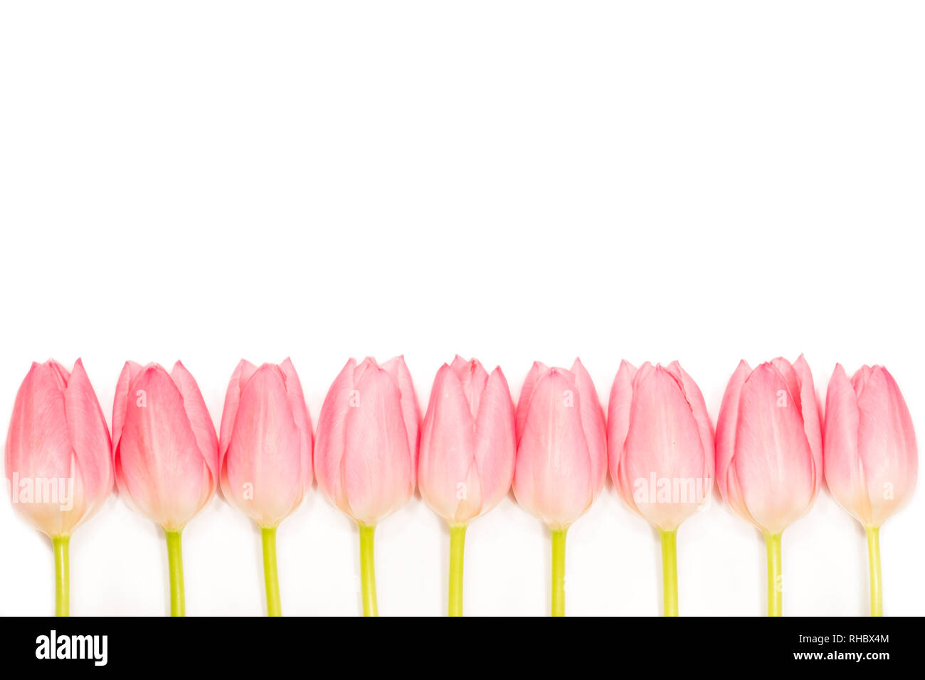Ligne de la tulipe rose sur fond blanc Banque D'Images