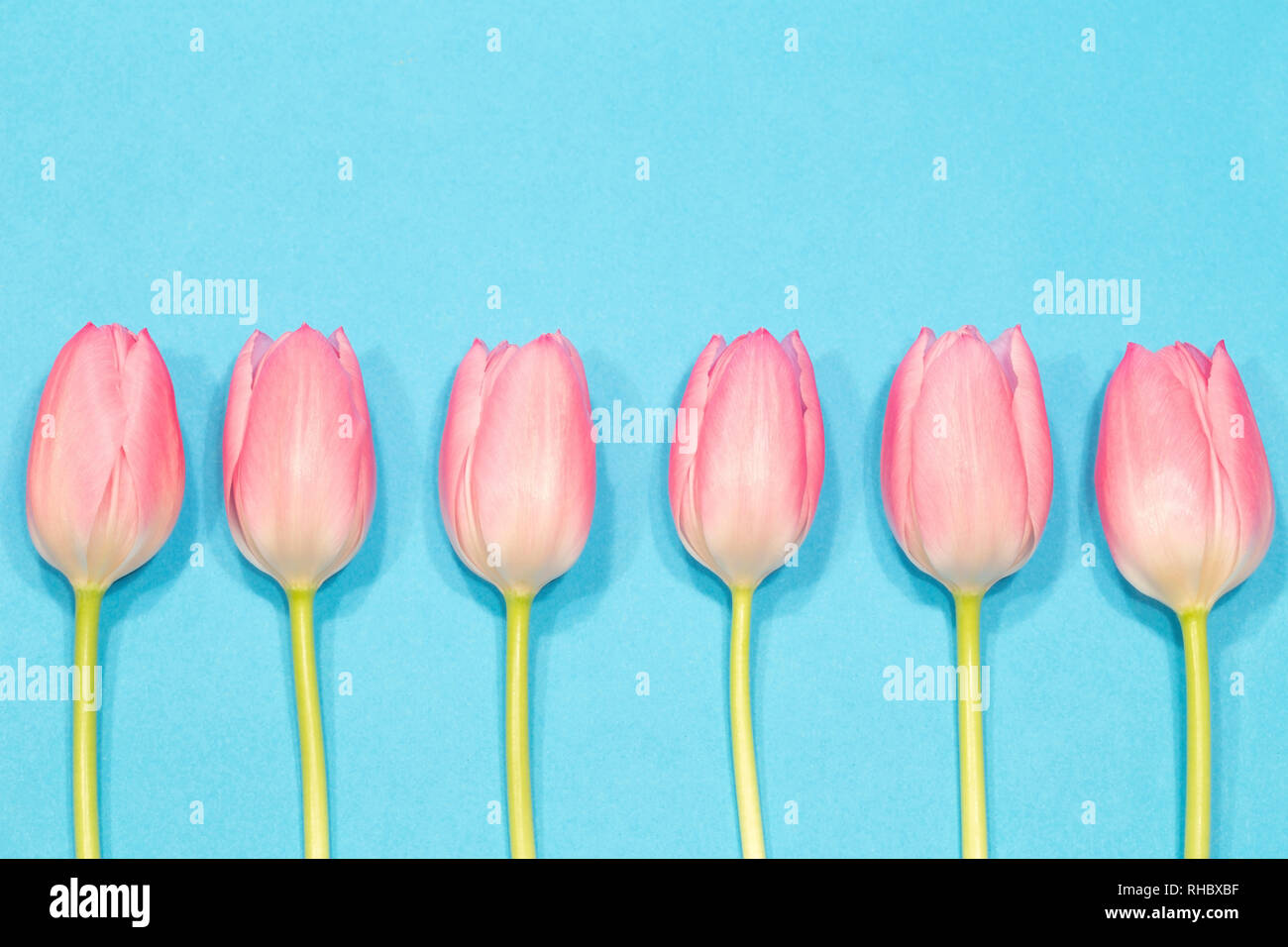 Ligne de la tulipe rose sur fond bleu Banque D'Images