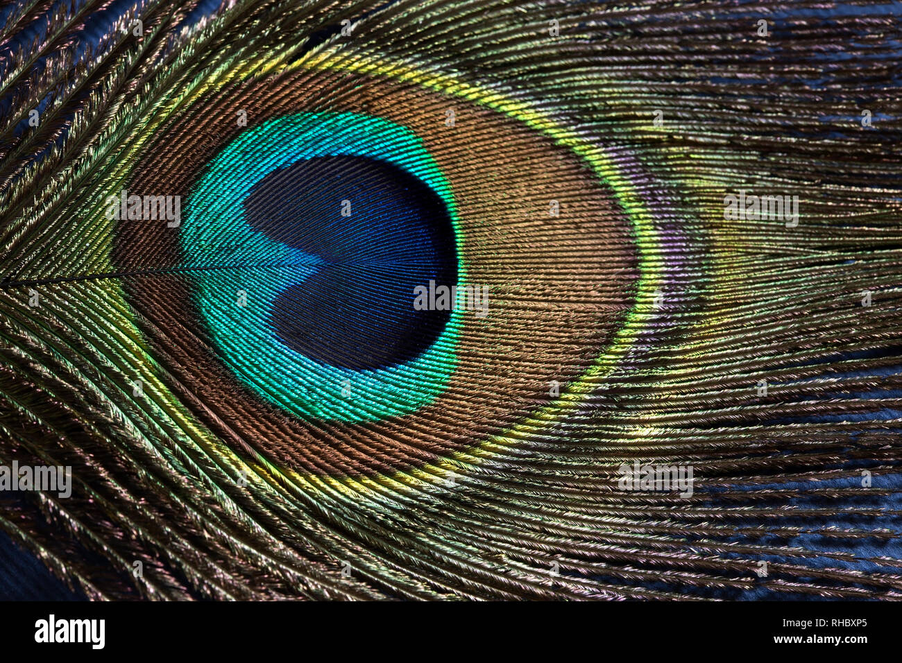 Plume de paon close up Banque D'Images