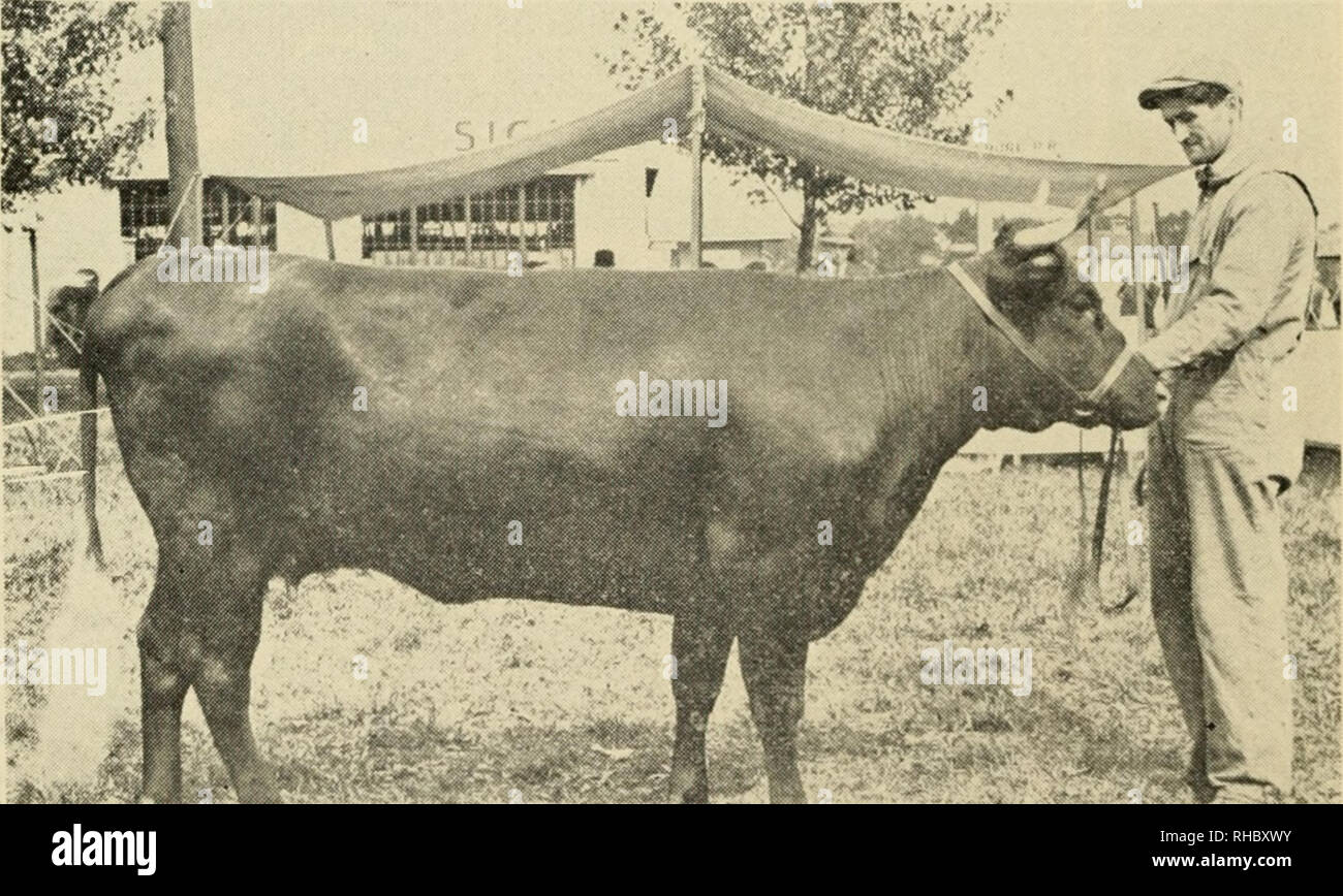 . Le livre de cours de champions, étant un souvenir artistique supplément de l'agriculteur et le stock national mensuel producteur. Le bétail. TRAPPISTE BELGE-étalon. Grand champion à la Louisiana Purchase Exposition, 1904. Exposé par J. Crouch &AMP ; Fils, de Lafayette, Indiana.. ^^^»:SM RUBY, 2d-DEVON VACHE. Les cadres supérieurs et grand champion au New York State Fair de 1911. Exposé par W.H. Neal, mentions de etor- lait Hillside Farm, Meredith, N. H.. Veuillez noter que ces images sont extraites de la page numérisée des images qui peuvent avoir été retouchées numériquement pour plus de lisibilité - coloration et apparition de th Banque D'Images