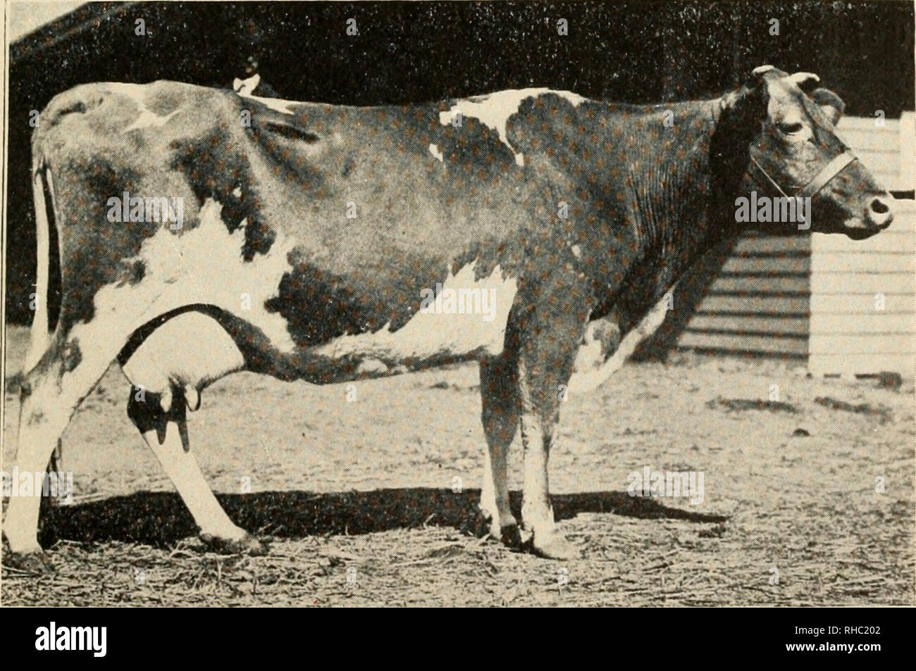 . Le livre de cours de champions. Le bétail. Taureau HEREFORD MONTFORD-SUCIL NON Champion au Bris- bane Show, Queensland, Australie. La propriété de M. D. C. McConnell, de Queensland.. ANNIE DORÉ DE HEMPSTEAD-SIX ANS GUERNESEY VACHE. Grand champion à l'Illinois State Fair, 1905. Exposée par L. C. Axtell, de Perry, Ohio ; premier prix également à tous les autres salons où exposées.. Veuillez noter que ces images sont extraites de la page numérisée des images qui peuvent avoir été retouchées numériquement pour plus de lisibilité - coloration et l'aspect de ces illustrations ne peut pas parfaitement ressembler à l'original Banque D'Images